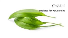  Presentation with green leaves - PPT layouts having green-wild-garlic-leaves-isolated background and a white colored foreground