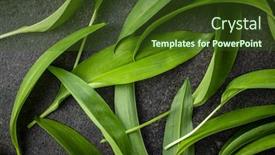  Presentation with green leaves - Colorful slide set enhanced with green-wild-garlic-leaves-ramsons backdrop and a tawny brown colored foreground