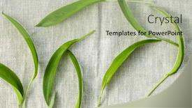  Presentation with tablecloth - Audience pleasing theme consisting of green-wild-garlic-leaves backdrop and a mint green colored foreground