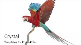  Presentation with white green - Audience pleasing PPT layouts consisting of green-winged macaw ara chloropterus backdrop and a white colored foreground