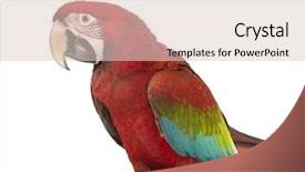  Presentation with greek column front - PPT theme with green-winged macaw ara chloropterus background and a lemonade colored foreground