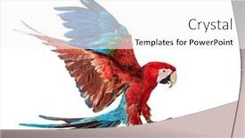  Presentation with white green - Theme enhanced with green-winged-macaw-ara-chloropterus background and a white colored foreground