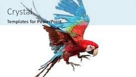  Presentation with white green - Beautiful slides featuring green-winged-macaw-ara-chloropterus backdrop and a light blue colored foreground
