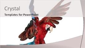  Presentation with white green - Theme enhanced with green-winged-macaw-ara-chloropterus background and a light gray colored foreground