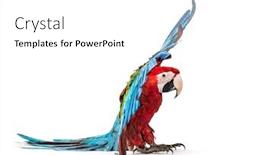  Presentation with white green - Presentation theme enhanced with green-winged-macaw-ara-chloropterus background and a white colored foreground