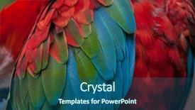  Presentation with green - Cool new slide deck with green-winged macaw ara chloropterus backdrop and a ocean colored foreground