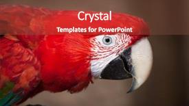  Presentation with green red bank - Slide set with green-winged macaw ara chloropterus background and a  colored foreground