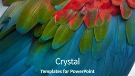  Presentation with green - Audience pleasing presentation theme consisting of green-winged macaw ara chloropterus backdrop and a ocean colored foreground