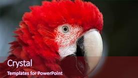  Presentation with wine green - Slide deck having green-winged macaw ara chloropterus background and a tawny brown colored foreground