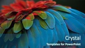  Presentation with texture - Slide deck with green-winged macaw ara chloropterus background and a ocean colored foreground