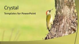  Presentation with green - Slide deck consisting of green woodpecker picus viridis background and a  colored foreground