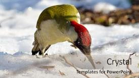  Presentation with green ourdoors - Beautiful presentation theme featuring green woodpecker picus viridis backdrop and a  colored foreground