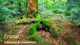  Presentation with woods - Beautiful theme featuring green woods in wet deep backdrop and a tawny brown colored foreground