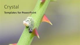  Presentation with worm - PPT layouts featuring destroying insects - green worm small caterpillar climbing background and a yellow colored foreground