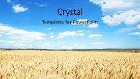  Presentation with summer wheat field blue - Theme consisting of footbridge - light trails on the street background and a coral colored foreground