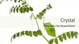  Presentation with green pea plant - Slides featuring portrait of senior man talking background and a light blue colored foreground.