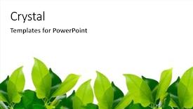  Presentation with fall leaves border white - Colorful PPT theme enhanced with green young leaves border on white background with copy space backdrop and a white colored foreground