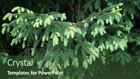  Presentation with needles - Presentation theme enhanced with green young needles of fir tree in forest background and a tawny brown colored foreground