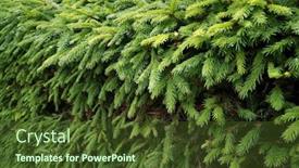  Presentation with needles - Slides having green young needles of fir tree background and a tawny brown colored foreground