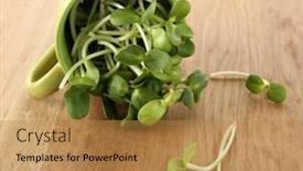  Presentation with sunflower - Beautiful slide set featuring green young sunflower sprouts in cup on wooden background backdrop and a gold colored foreground