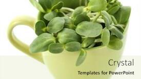  Presentation with sunflower sunflower sunflower sunflower sunflower - Cool new presentation with green young sunflower sprouts in cup isolated on white backdrop and a soft green colored foreground