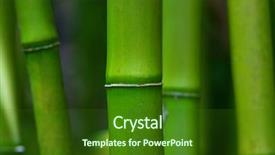  Presentation with zen - Colorful PPT layouts enhanced with green zen bamboo plants up backdrop and a forest green colored foreground