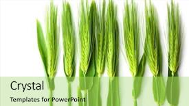  Presentation with wheat - Amazing theme having greenbeauty - wheat isolated on white backdrop and a yellow colored foreground