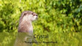  Presentation with indigenous - Beautiful PPT theme featuring oriental small-clawed otter standing backdrop and a gold colored foreground
