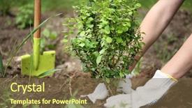  Presentation with planting seed in heart - PPT theme with sapling hands - woman planting bush background and a  colored foreground