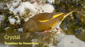  Presentation with family 3 - Slide deck featuring greenfinch-carduelis-chloris-small-songbird background and a tawny brown colored foreground