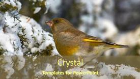  Presentation with order - Slide set with greenfinch-carduelis-chloris-small-songbird background and a coral colored foreground