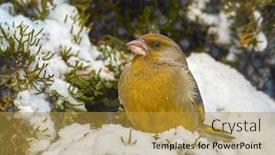 Presentation with order - Colorful presentation design enhanced with greenfinch-carduelis-chloris-small-songbird backdrop and a gold colored foreground