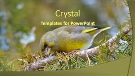  Presentation with natural - Cool new slide set with greenfinch-in-natural-habitat-carduelis backdrop and a tawny brown colored foreground