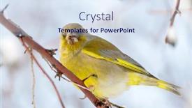  Presentation with natural - Audience pleasing PPT theme consisting of greenfinch-in-natural-habitat-carduelis backdrop and a sky blue colored foreground