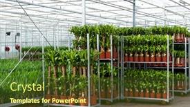  Presentation with agriculture greenhouse - Cool new PPT theme with greenhouse-agriculture-breeder-with-plants backdrop and a tawny brown colored foreground