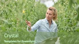  Presentation with tomato plant - PPT theme featuring greenhouse checking tomato plant background and a seafoam green colored foreground