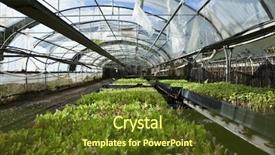  Presentation with greenhouse - Amazing theme having greenhouse cultivation backdrop and a tawny brown colored foreground