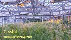  Presentation with scientific research - Amazing slide deck having greenhouse-experimental-technology-for-scientific backdrop and a tawny brown colored foreground