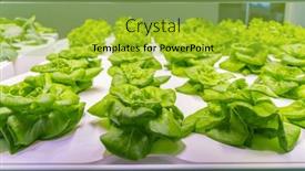  Presentation with technology plant - PPT layouts featuring greenhouse-vegetables-plant-row-grow background and a yellow colored foreground