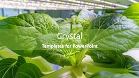  Presentation with technology plant - PPT theme having greenhouse-vegetables-plant-row-grow background and a tawny brown colored foreground