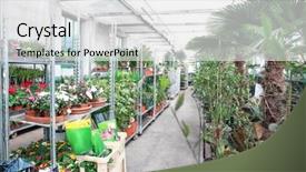  Presentation with greenhouse - PPT theme consisting of greenhouse with lot of flower background and a white colored foreground