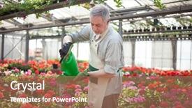  Presentation with greenhouse - PPT theme enhanced with greenhouse worker watering plant background and a coral colored foreground