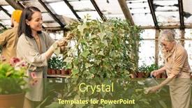  Presentation with senior asian - Slide set with greenhouse-workers-of-different-ages background and a tawny brown colored foreground