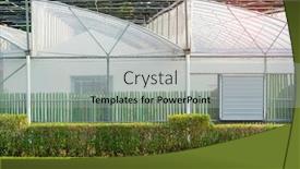  Presentation with greenhouses - Beautiful presentation theme featuring greenhouses-glass-seedlings-of-flowers backdrop and a light gray colored foreground
