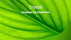  Presentation with green leaf - Presentation theme with greenish - close up of green leaf background and a shamrock green colored foreground