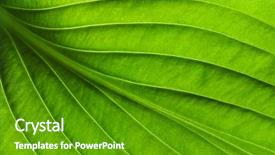  Presentation with pistachio texture nuts green fresh - Cool new presentation design with greenish - close up of green leaf backdrop and a tawny brown colored foreground