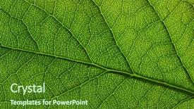  Presentation with green abstract leaves texture - Beautiful PPT layouts featuring greenish - close up of green leaf backdrop and a forest green colored foreground