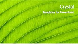  Presentation with green abstract leaves texture - PPT theme having greenish - close up of green leaf background and a shamrock green colored foreground