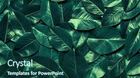 Presentation with green abstract leaves texture - Beautiful PPT layouts featuring greenish - green leaves background leaf texture backdrop and a ocean colored foreground