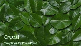  Presentation with green leaf - PPT layouts with greenish - green leaves background leaf texture background and a tawny brown colored foreground
